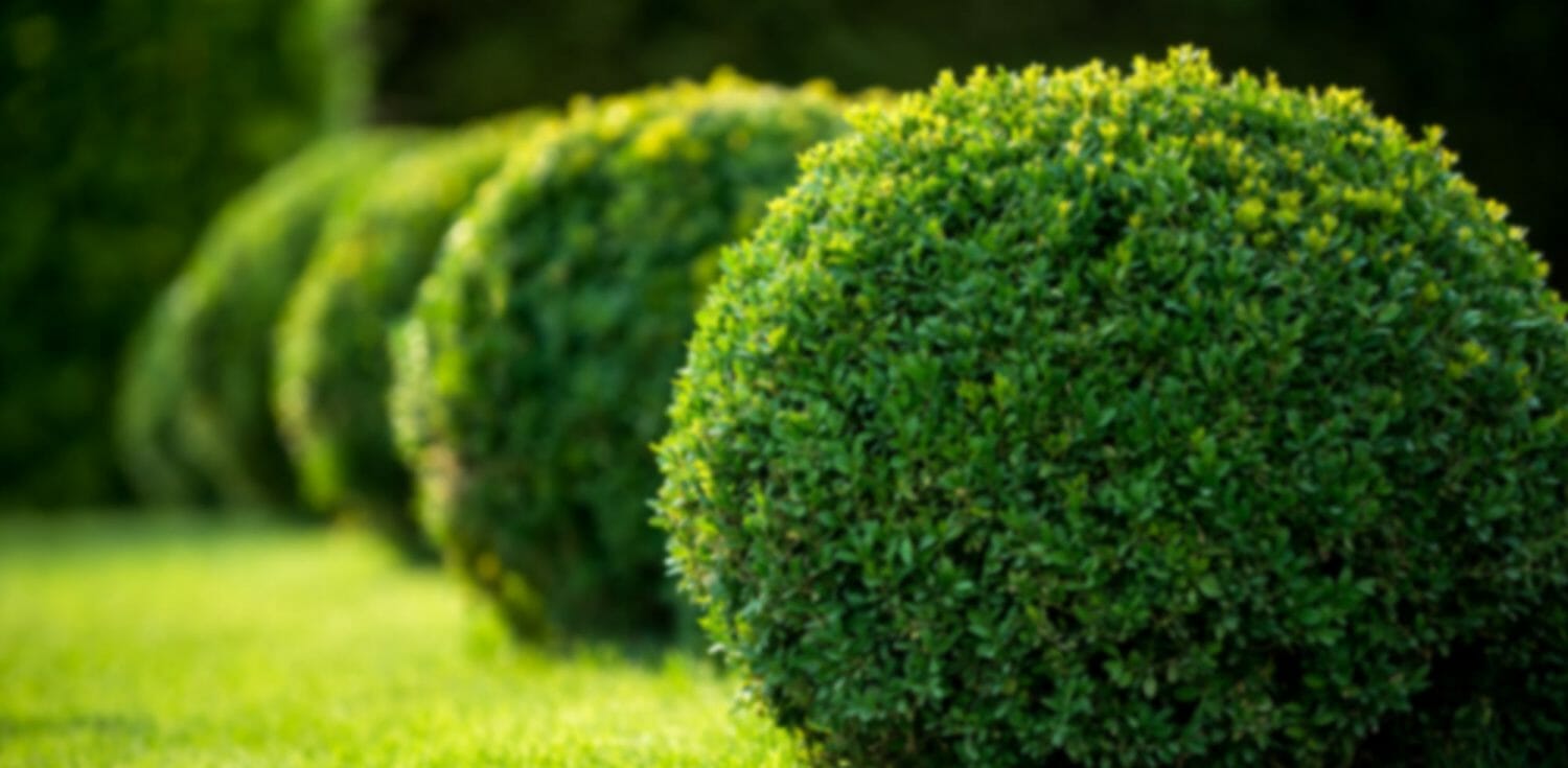 landscaping & lawn maintenance services