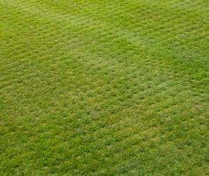 Lawn-Care-Aerated-Lawn-in-Raleigh-NC