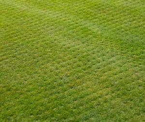 lawn-care-aerated-lawn-in-raleigh-nc